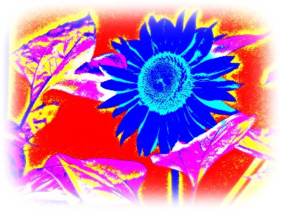 Blue Sunflower